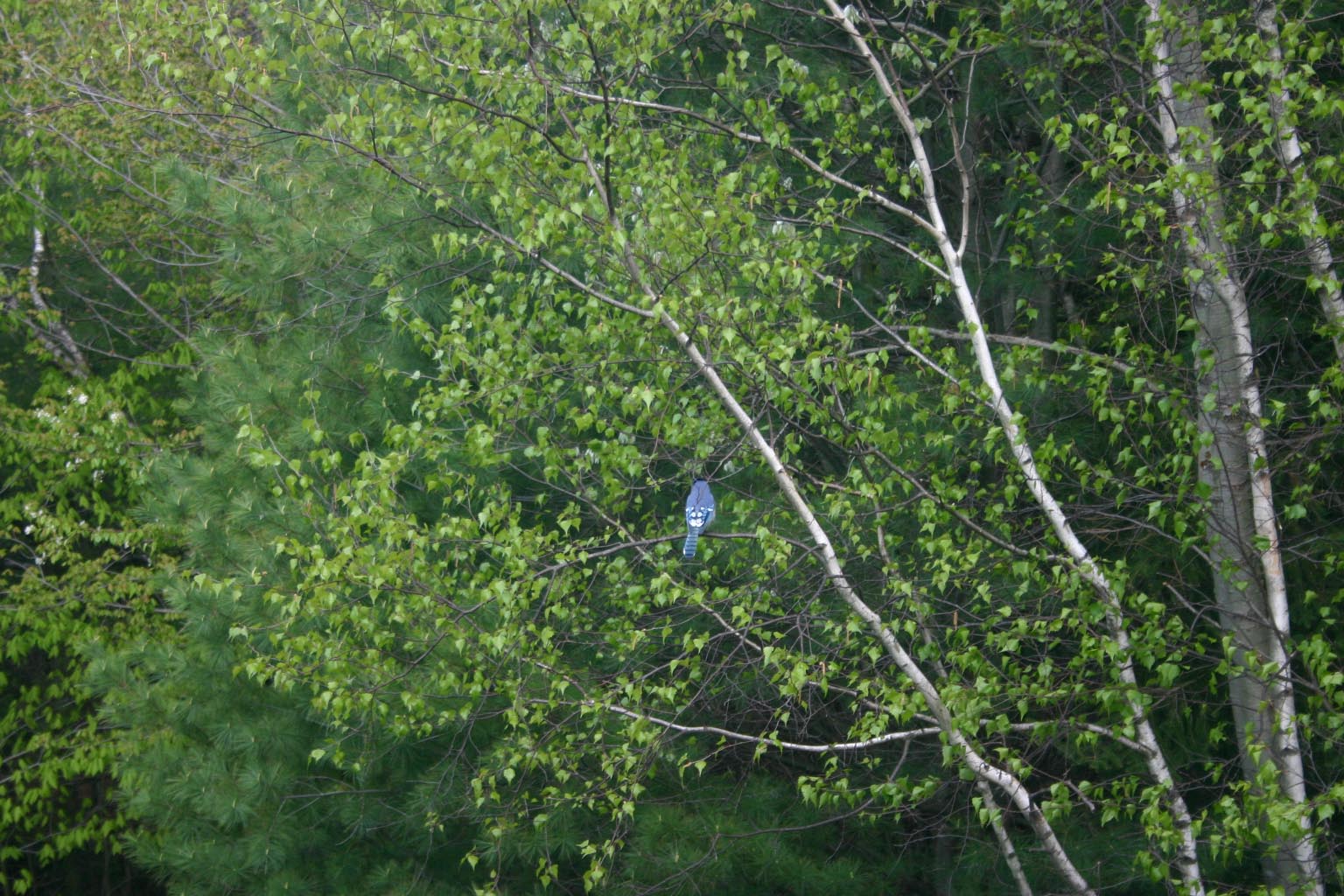 A Blue Jay in the green thickness