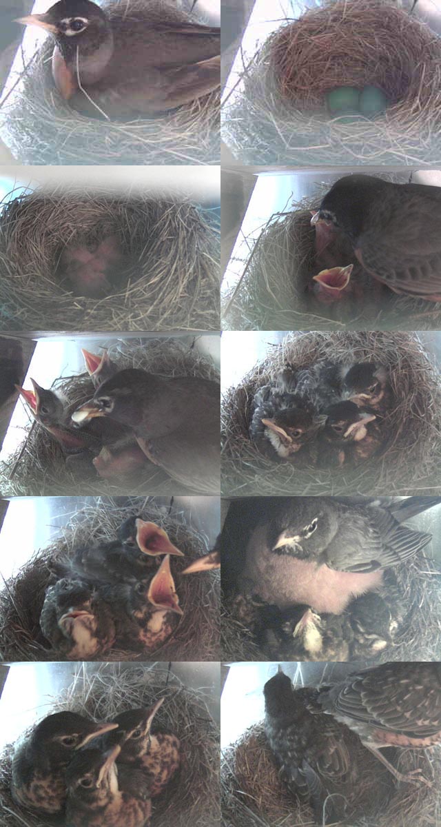 A Robin family's nest perched on the observatory