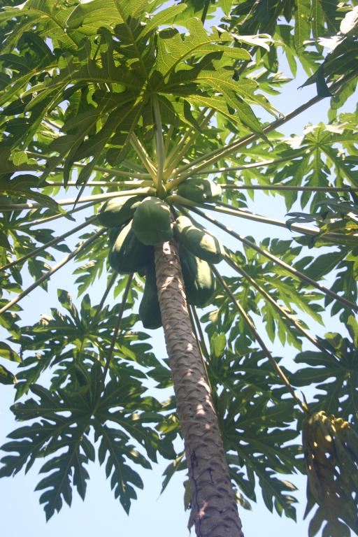Papayas Tree